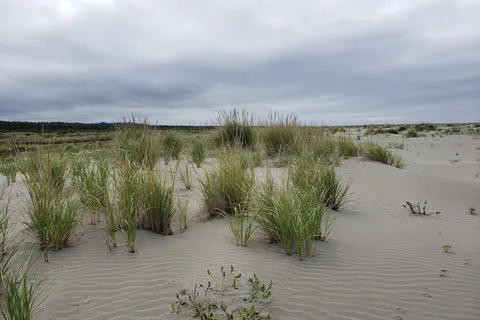 Grayland Beach State Park
