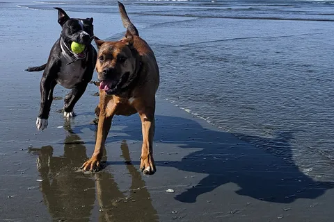 Grayland Beach State Park