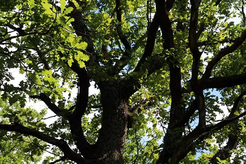 The Oaks at Zephyrhills