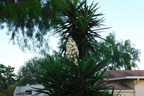 The Fig Tree RV Resort