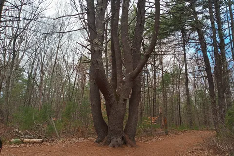 Hopeville Pond State Park