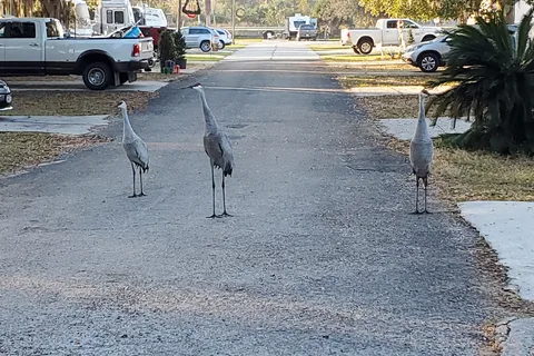 Rainbow Chase RV Resort