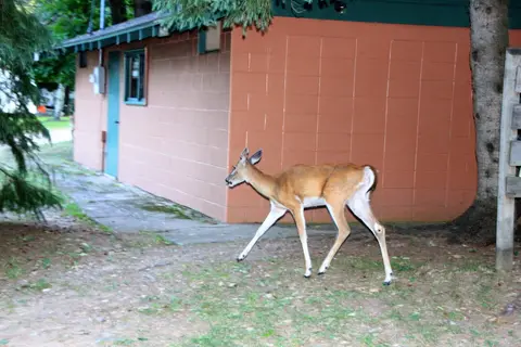 Maple View Resort and Campground