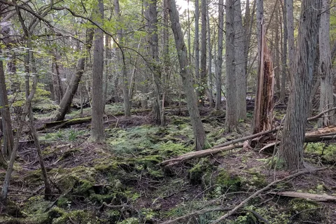 Wharton State Forest - Hawkins Bridge