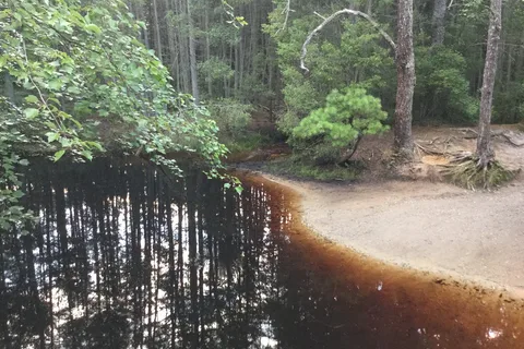 Wharton State Forest - Hawkins Bridge