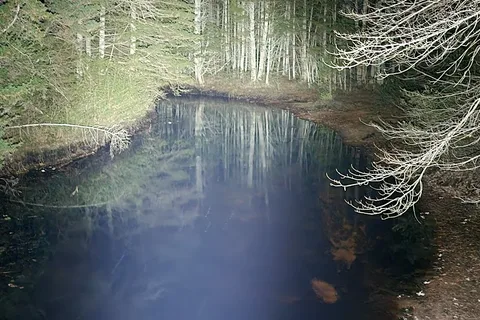 Wharton State Forest - Hawkins Bridge