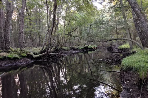 Wharton State Forest - Hawkins Bridge