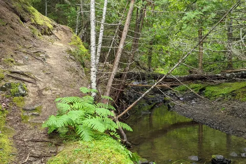 Cobscook Bay State Park