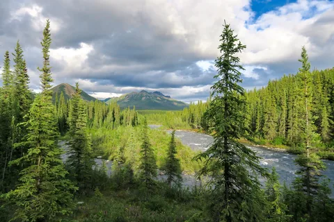 Riley Creek Campground - Denali National Park
