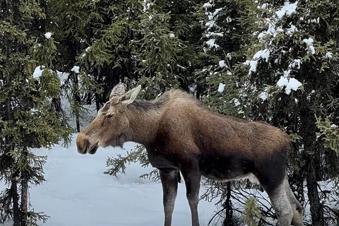 Riley Creek Campground - Denali National Park