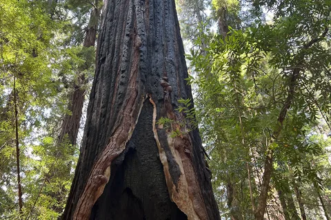 Hendy Woods State Park