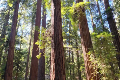 Hendy Woods State Park