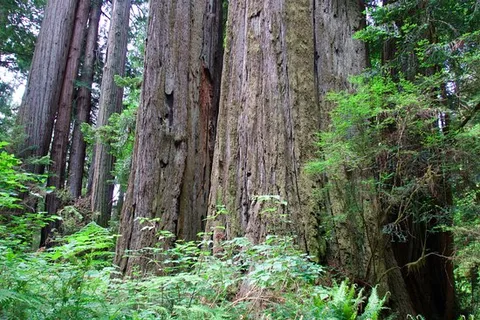 Hendy Woods State Park