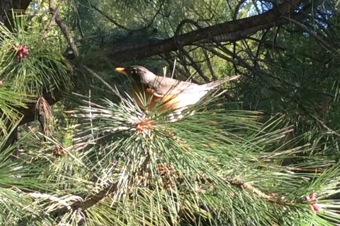 Whispering Pines RV Campground