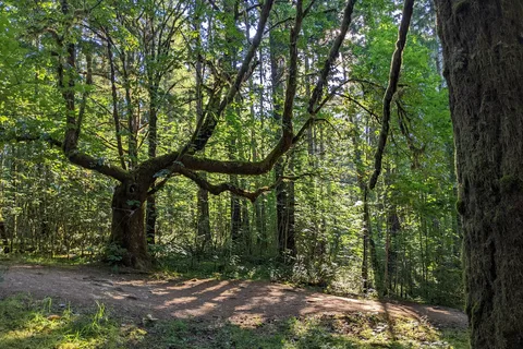 Sproat Lake Provincial Park Campground