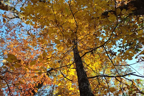 Lookout Mountain / Chattanooga West KOA Holiday