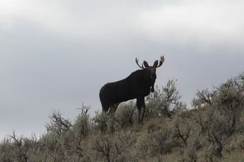 Moose Crossing RV Park