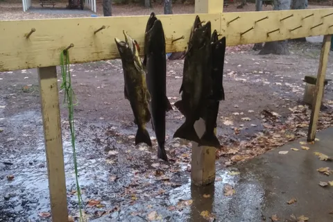 Fox Hollow Salmon River Lodge