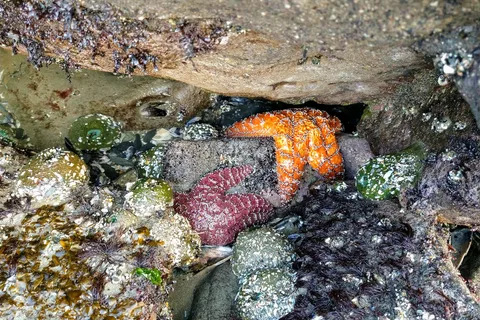 Seal Rock RV Cove