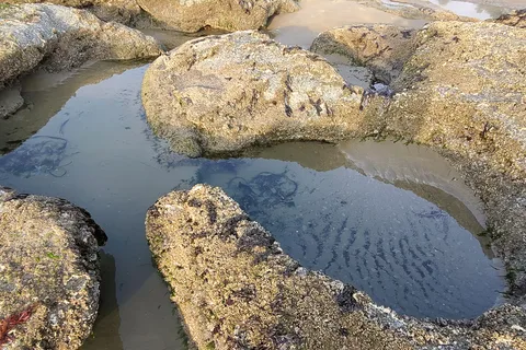 Seal Rock RV Cove