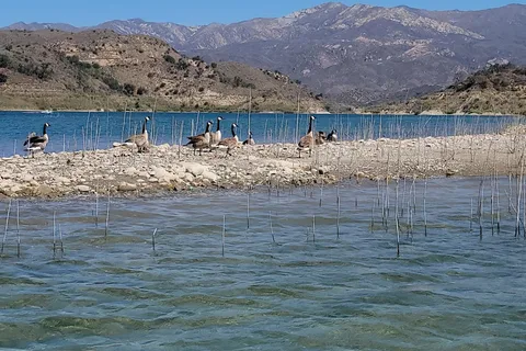 Hawk - Lake Casitas Recreation Area