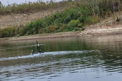 Hawk - Lake Casitas Recreation Area