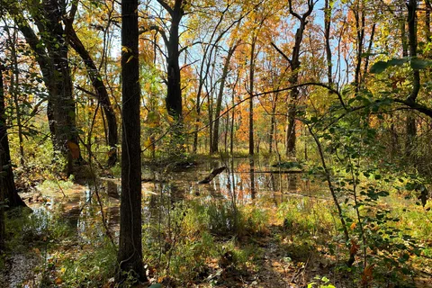 Illini State Park