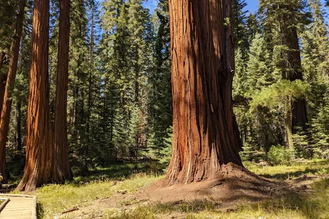 Sequoia National Park