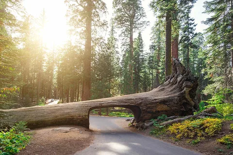 Sequoia National Park
