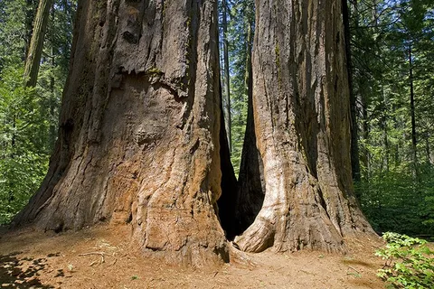 Sequoia National Park
