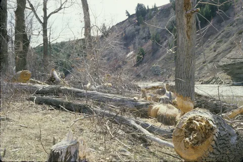 Oldman River North Recreational Area