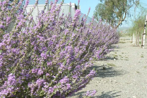 Calizona RV Park