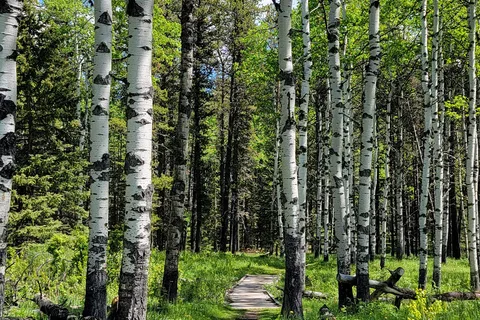 Sandy McNabb - Sheep River Provincial Park