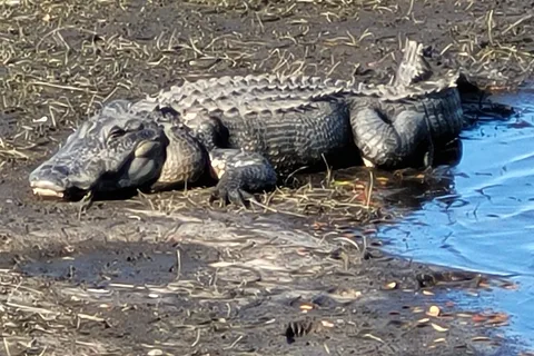 Myakka River State Park