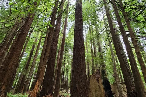 Crescent City / Redwoods KOA Holiday