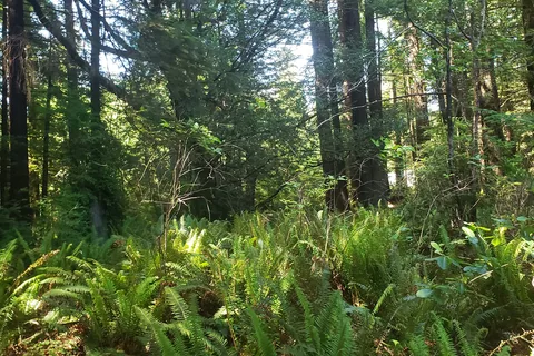 Crescent City / Redwoods KOA Holiday