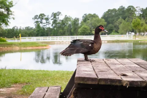 Little Lake Charles RV Resort