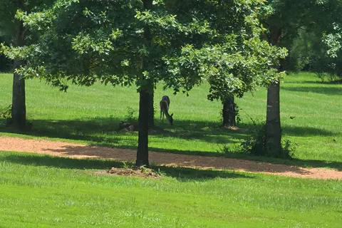 Timberline RV Park