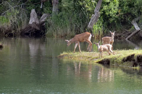 Woodland Shores RV Park