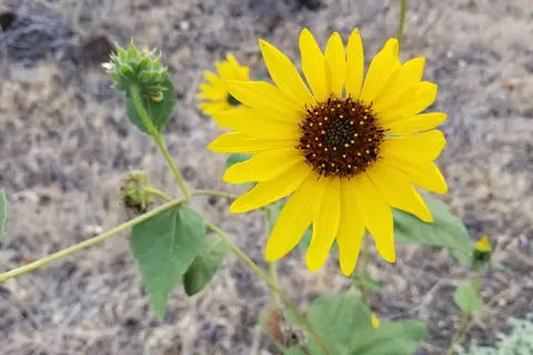 Woodhead Park - Idaho Power