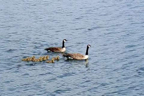Dickson Point - Gleniffer Reservoir Provincial Recreational Area