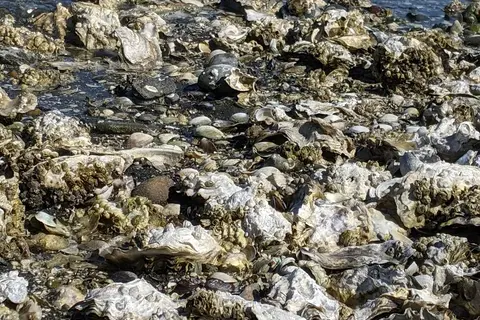 Potlatch State Park