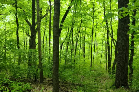 Pere Marquette State Park