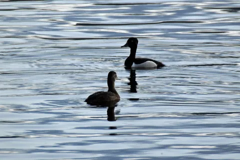 Beaver Mines Lake Recreational Area
