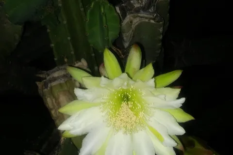 El Valle Del Sol