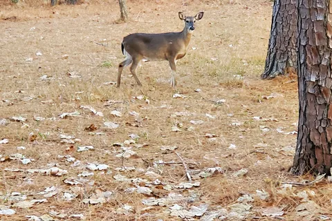 George P Cossar State Park