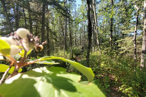Matanuska Lakes State Recreation Site
