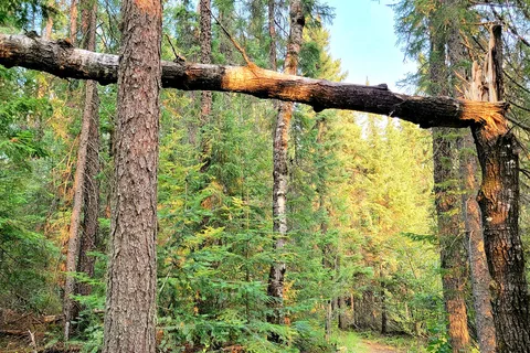 Blue Lake Provincial Park