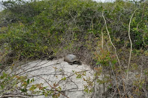 Little Talbot Island State Park