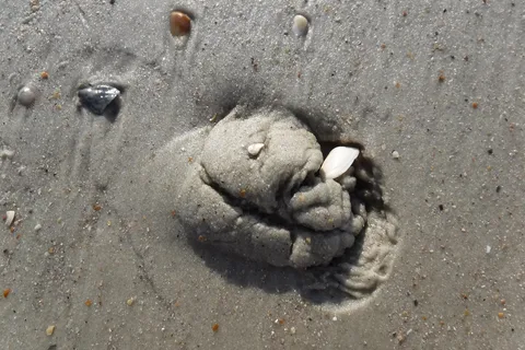 Little Talbot Island State Park